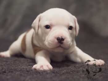 Vrh S 150 Vrh S štěňata stafordšírského bulteriéra vrh S de Orphanus