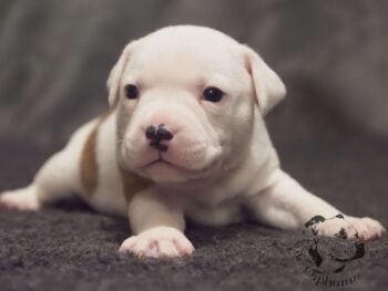 Vrh S 149 Vrh S štěňata stafordšírského bulteriéra vrh S de Orphanus