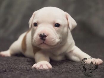 Novinky 2026 45 Novinky 2026 štěňata stafordšírského bulteriéra vrh S de Orphanus