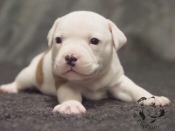 Vrh S 147 Vrh S štěňata stafordšírského bulteriéra vrh S de Orphanus