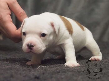 Vrh S 146 Vrh S štěňata stafordšírského bulteriéra vrh S de Orphanus