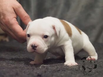 Vrh S 145 Vrh S štěňata stafordšírského bulteriéra vrh S de Orphanus