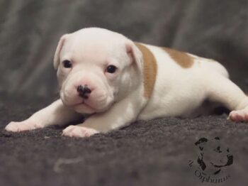 Vrh S 144 Vrh S štěňata stafordšírského bulteriéra vrh S de Orphanus