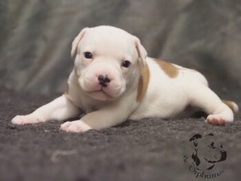 Vrh S 143 Vrh S štěňata stafordšírského bulteriéra vrh S de Orphanus