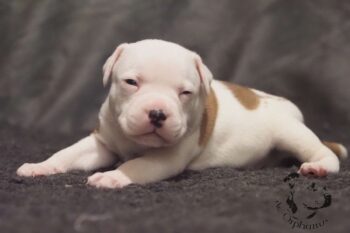 Vrh S 142 Vrh S štěňata stafordšírského bulteriéra vrh S de Orphanus