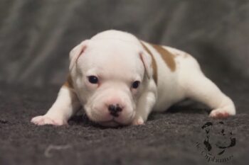 Vrh S 141 Vrh S štěňata stafordšírského bulteriéra vrh S de Orphanus