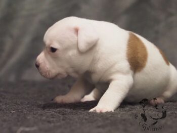 Vrh S 140 Vrh S štěňata stafordšírského bulteriéra vrh S de Orphanus