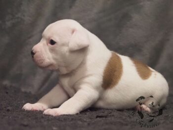 Novinky 2026 44 Novinky 2026 štěňata stafordšírského bulteriéra vrh S de Orphanus