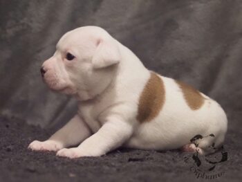 Vrh S 138 Vrh S štěňata stafordšírského bulteriéra vrh S de Orphanus