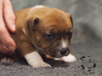 Vrh S 182 Vrh S štěňata stafordšírského bulteriéra vrh S de Orphanus