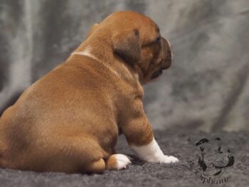 Vrh S 181 Vrh S štěňata stafordšírského bulteriéra vrh S de Orphanus