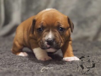 Novinky 2026 53 Novinky 2026 štěňata stafordšírského bulteriéra vrh S de Orphanus