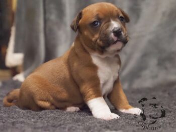 Vrh S 178 Vrh S štěňata stafordšírského bulteriéra vrh S de Orphanus