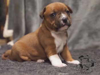 Novinky 2026 52 Novinky 2026 štěňata stafordšírského bulteriéra vrh S de Orphanus