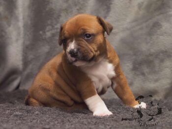 Vrh S 176 Vrh S štěňata stafordšírského bulteriéra vrh S de Orphanus