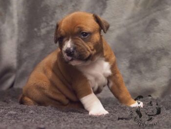 Vrh S 175 Vrh S štěňata stafordšírského bulteriéra vrh S de Orphanus