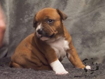 Novinky 2026 51 Novinky 2026 štěňata stafordšírského bulteriéra vrh S de Orphanus