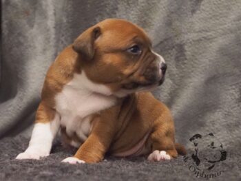 Vrh S 173 Vrh S štěňata stafordšírského bulteriéra vrh S de Orphanus