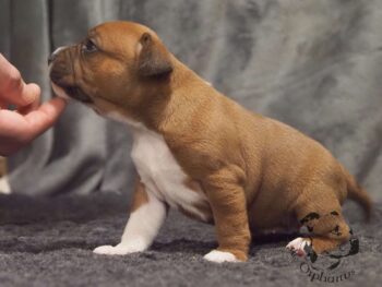 Vrh S 172 Vrh S štěňata stafordšírského bulteriéra vrh S de Orphanus