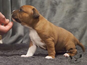 Vrh S 171 Vrh S štěňata stafordšírského bulteriéra vrh S de Orphanus