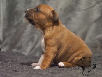 Vrh S 170 Vrh S štěňata stafordšírského bulteriéra vrh S de Orphanus