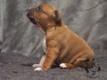 Vrh S 169 Vrh S štěňata stafordšírského bulteriéra vrh S de Orphanus