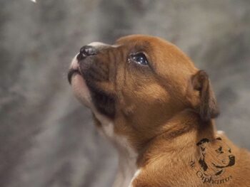 Novinky 2026 50 Novinky 2026 štěňata stafordšírského bulteriéra vrh S de Orphanus