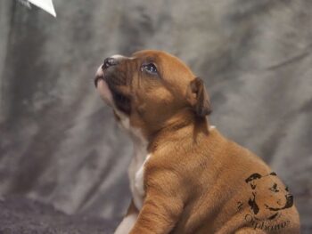 Vrh S 167 Vrh S štěňata stafordšírského bulteriéra vrh S de Orphanus