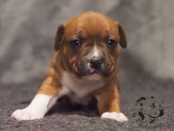 Vrh S 166 Vrh S štěňata stafordšírského bulteriéra vrh S de Orphanus