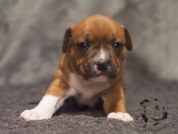 Vrh S 165 Vrh S štěňata stafordšírského bulteriéra vrh S de Orphanus