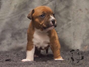 Vrh S 164 Vrh S štěňata stafordšírského bulteriéra vrh S de Orphanus