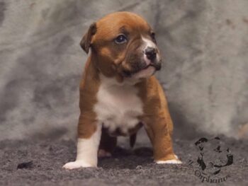 Novinky 2026 49 Novinky 2026 štěňata stafordšírského bulteriéra vrh S de Orphanus