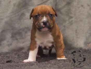 Vrh S 162 Vrh S štěňata stafordšírského bulteriéra vrh S de Orphanus