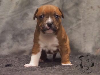 Vrh S 161 Vrh S štěňata stafordšírského bulteriéra vrh S de Orphanus