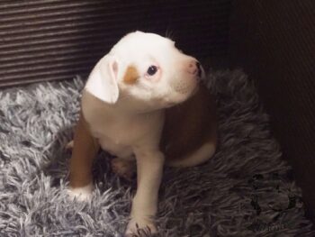 Vrh S 2 Vrh S štěňata stafordšírského bulteriéra vrh S de Orphanus