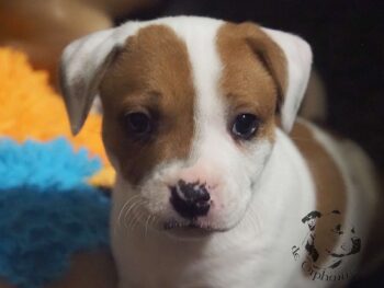 Vrh S 3 Vrh S štěňata stafordšírského bulteriéra vrh S de Orphanus