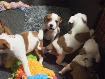 Vrh S 4 Vrh S štěňata stafordšírského bulteriéra vrh S de Orphanus