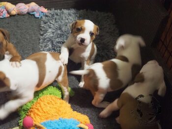 Vrh S 5 Vrh S štěňata stafordšírského bulteriéra vrh S de Orphanus