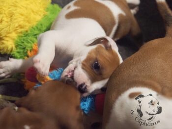 Vrh S 6 Vrh S štěňata stafordšírského bulteriéra vrh S de Orphanus