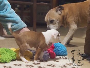 Vrh S 7 Vrh S štěňata stafordšírského bulteriéra vrh S de Orphanus