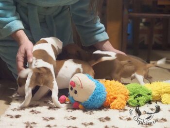 Vrh S 8 Vrh S štěňata stafordšírského bulteriéra vrh S de Orphanus