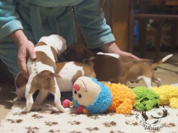 Vrh S 9 Vrh S štěňata stafordšírského bulteriéra vrh S de Orphanus