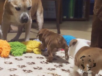 Vrh S 10 Vrh S štěňata stafordšírského bulteriéra vrh S de Orphanus