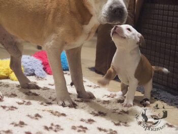 Vrh S 11 Vrh S štěňata stafordšírského bulteriéra vrh S de Orphanus