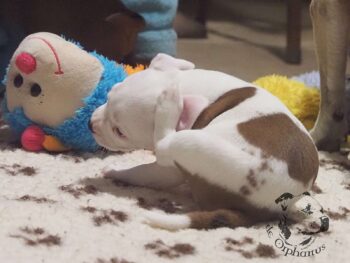 Vrh S 12 Vrh S štěňata stafordšírského bulteriéra vrh S de Orphanus