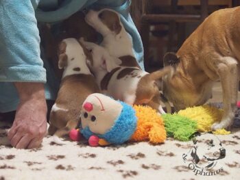 Vrh S 13 Vrh S štěňata stafordšírského bulteriéra vrh S de Orphanus