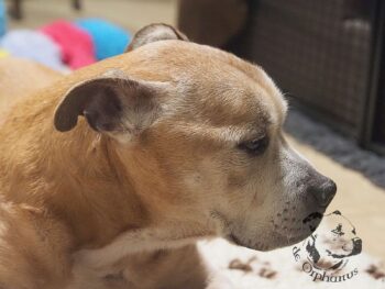 Vrh S 14 Vrh S štěňata stafordšírského bulteriéra vrh S de Orphanus