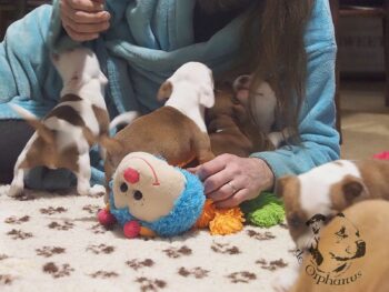 Vrh S 15 Vrh S štěňata stafordšírského bulteriéra vrh S de Orphanus