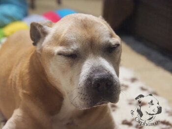 Vrh S 16 Vrh S štěňata stafordšírského bulteriéra vrh S de Orphanus