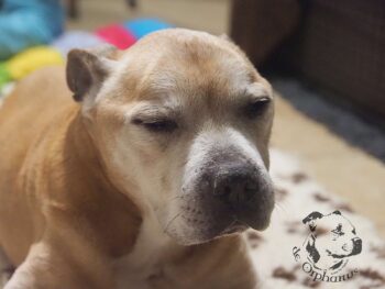 Vrh S 17 Vrh S štěňata stafordšírského bulteriéra vrh S de Orphanus